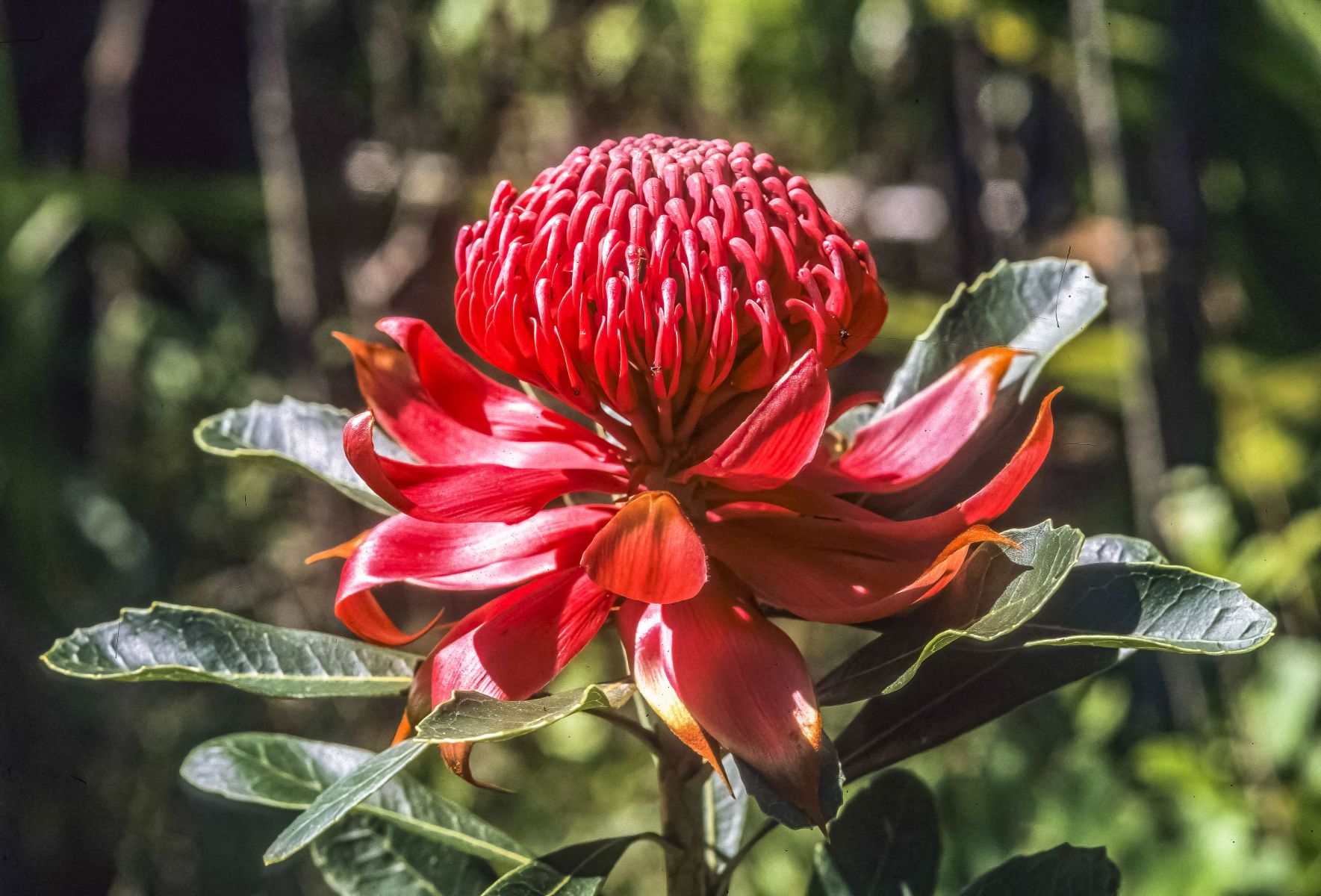 Native Australian waratah in bloom